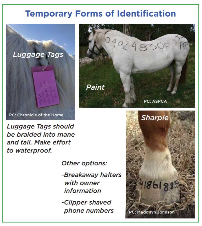 Temporary Forms of Identifcation PC: Chronicle of the Horse Luggage Tags Luggage Tags should be braided into mane and tail. Make efort to waterproof. Paint PC: ASPCA Sharpie PC: Maddilyn Johnson Other options: -Breakaway halters with owner information -Clipper shaved phone numbers