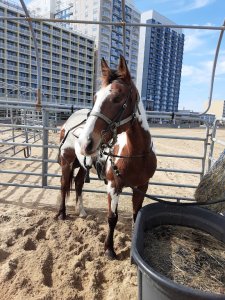 A Beautiful Paint Horse in Virginia Beach VA