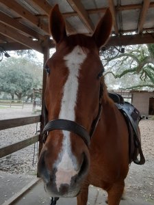 Adorable trail horse Middleton Place Charleston SC