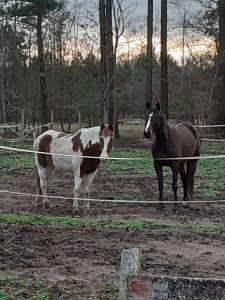OTTB adopted from ReRun  and QH in VA Beach