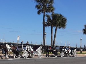 Carriage Horses in St. Augustine FL