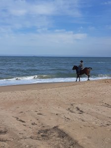 A rider introducing a horse to the ocean in Virginia Beach VA