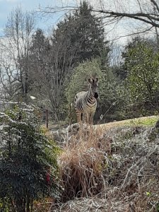 Zebra at the North Carolina Zoo