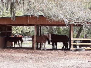 Horses at Middleton Place Charleston SC
