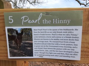 Pearl the Hinny Middleton Place Charleston SC