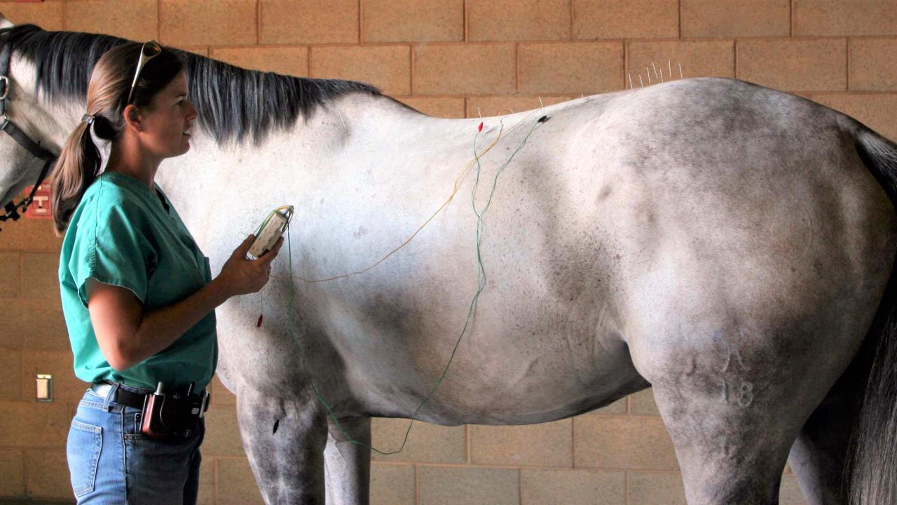 Photo Credit UC Davis Veterinary Medicine