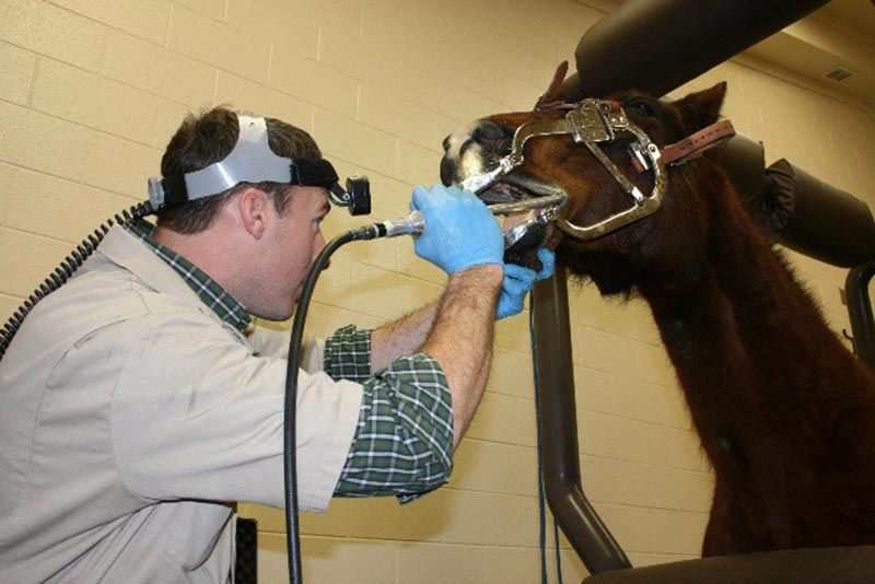 Equine Info Exchange - Dentistry