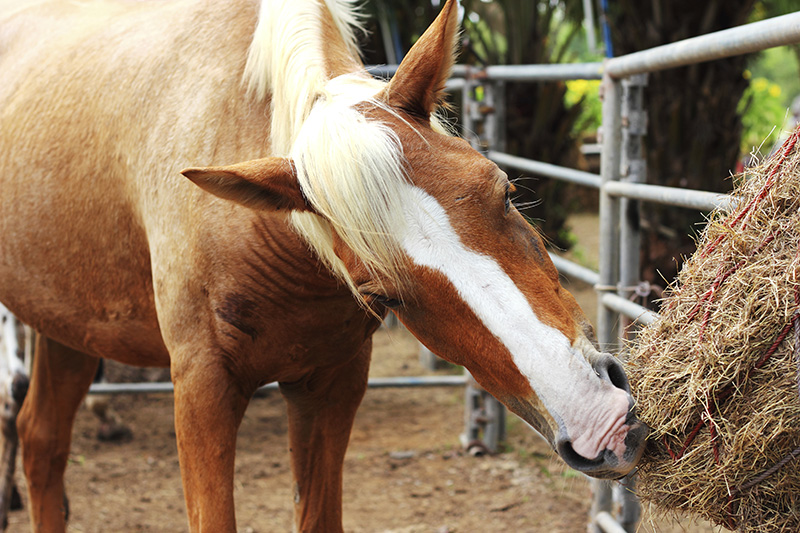 Equine Info Exchange - Horse Bedding & Feed