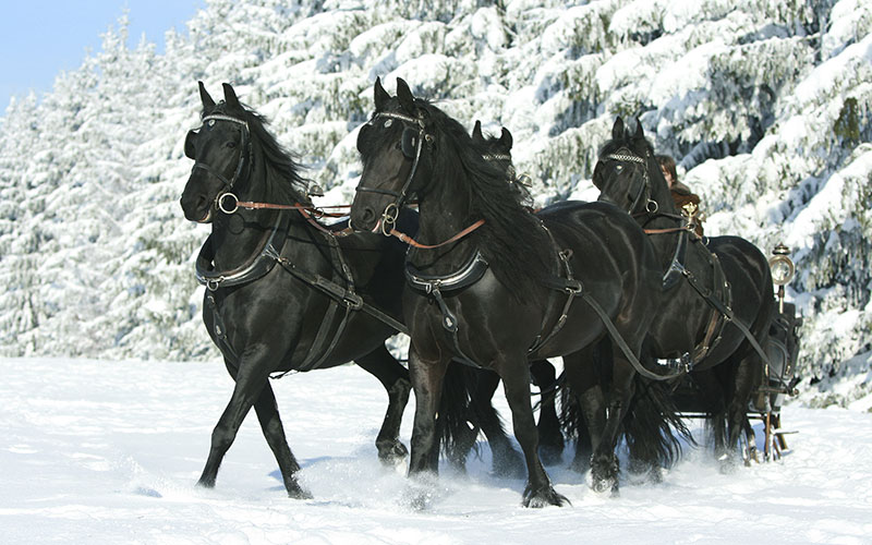 Equine Info Exchange