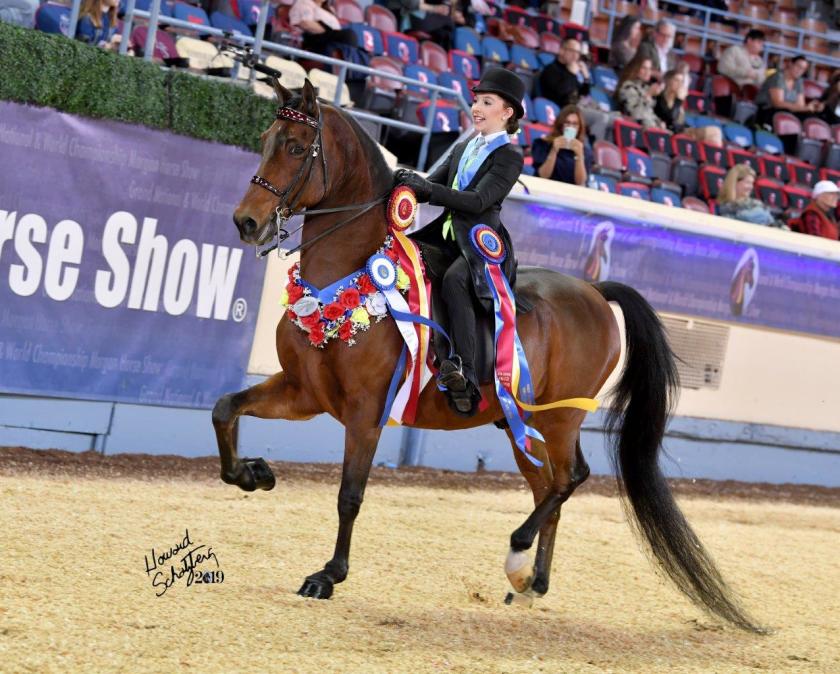 Lindsay Heliker, 12, of Escondido riding her Morgan horse Odyssey in the ring at the Grand National & Morgan World Championship Morgan Horse Show in Oklahoma City, OK, in October, when she won the world championship in classic equitation for her age group.(Courtesy of Howard Schatzberg)