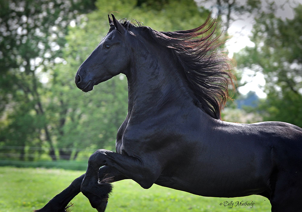 Equine Info Exchange Friesian Horse