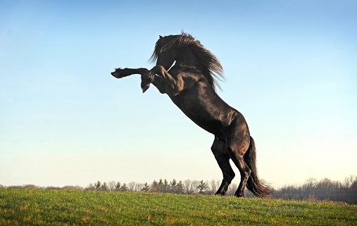Friesian Horse