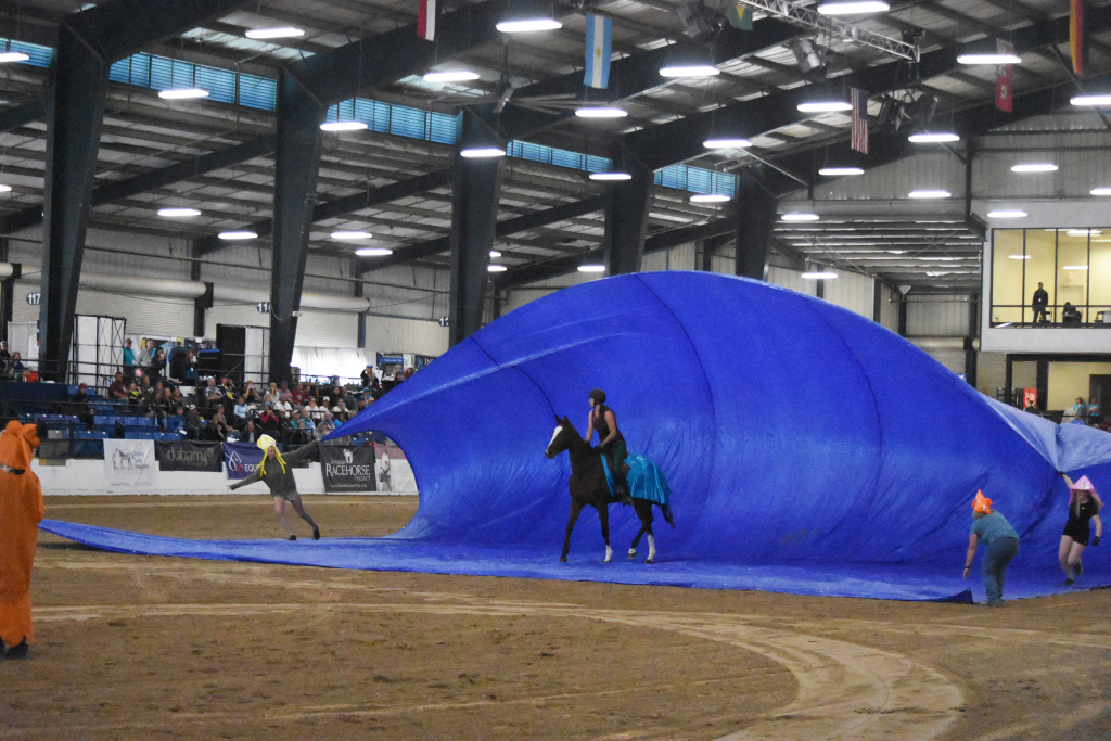 Fairly Obvious competed in the Freestyle discipline. (Melissa Bauer-Herzog/America's Best Racing)