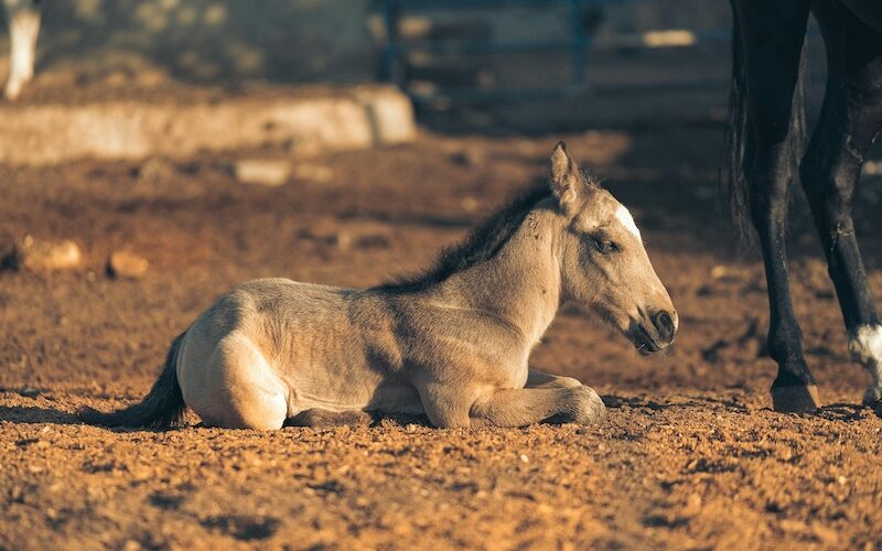 Photo courtesy of the American Quarter Horse Association