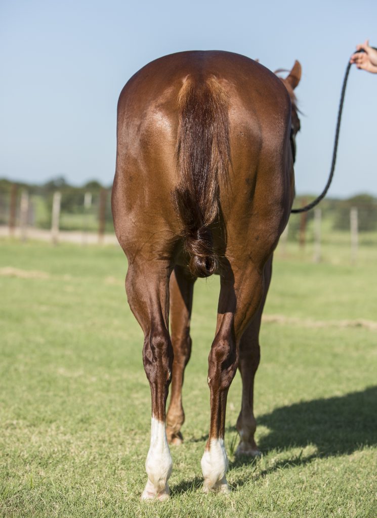 This is a fit young horse with good confirmation.  * QHN File Photo