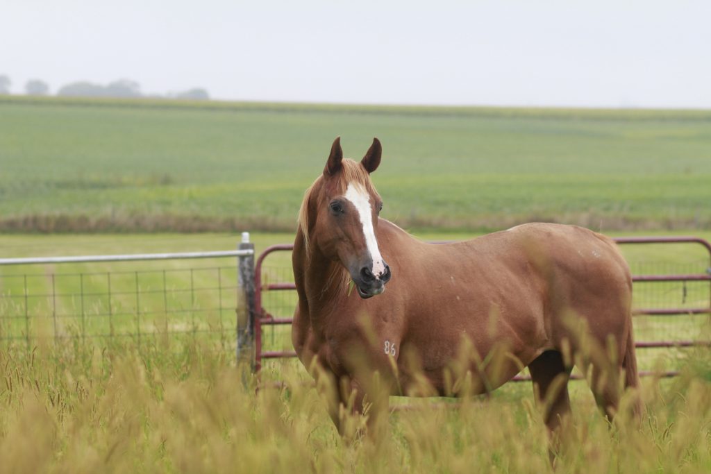 Regular movement including turnout or exercise can make all of the difference for an aging athlete. * QHN File Photo