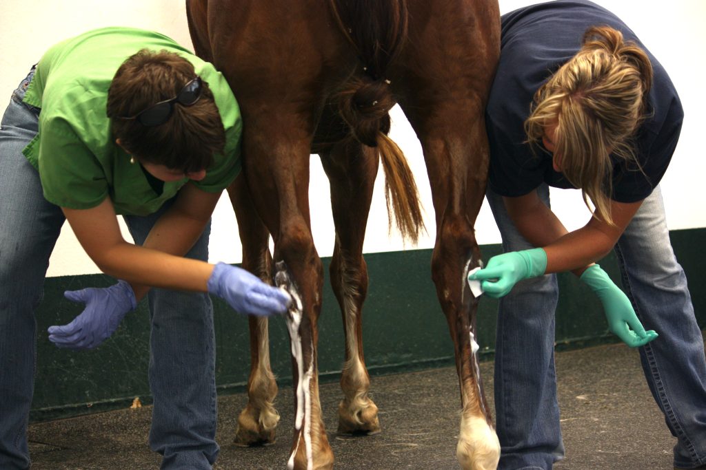 A horse’s hocks get disinfected before injections. * QHN File Photo