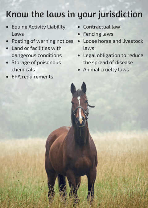 Photo courtesy of Certified Horsemanship Association