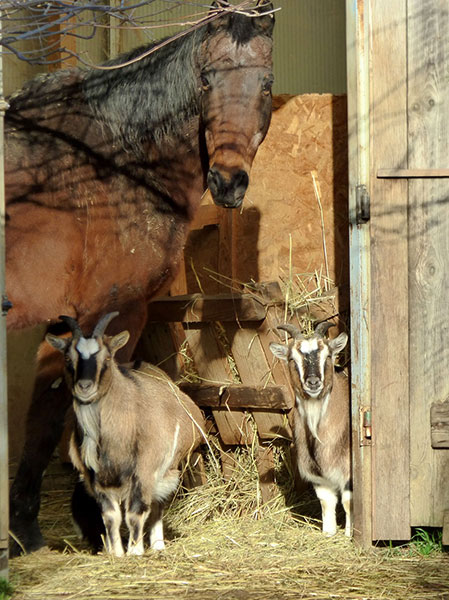 Image by Eric Michelat from Pixabay