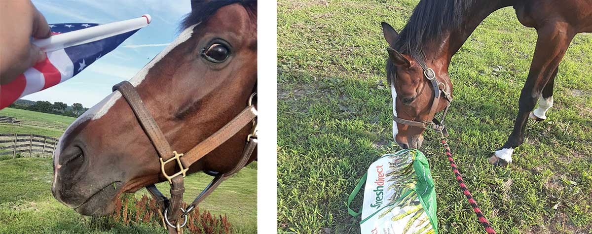 Equine Info Exchange - Freak Out