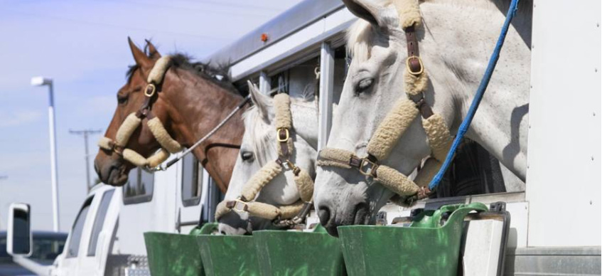 Photo courtesy of Kentucky Equine Research