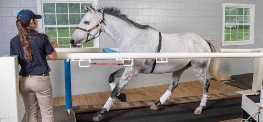 Photo courtesy of Kentucky Equine Research