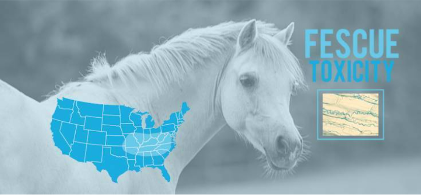 Photo courtesy of Kentucky Equine Research