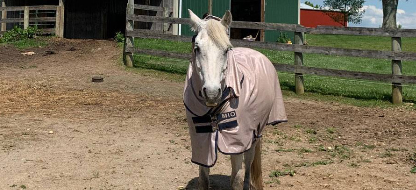 Photo courtesy of Kentucky Equine Research