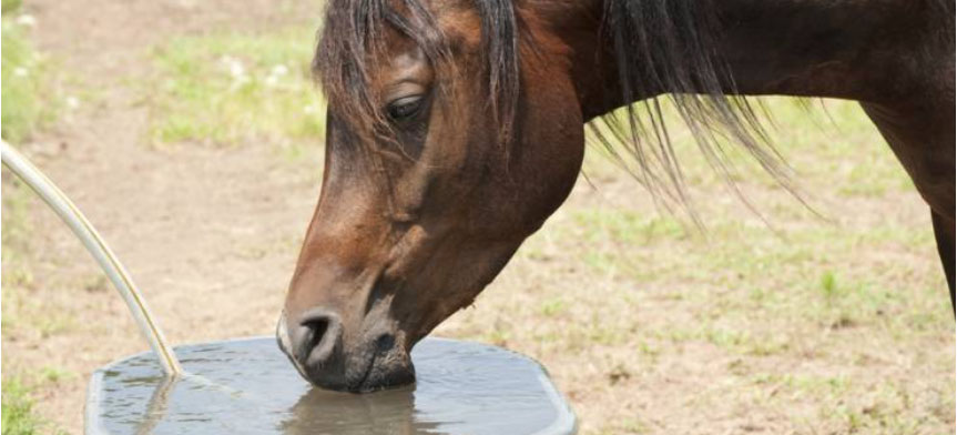 Photo courtesy of Kentucky Equine Research