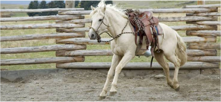 Photo courtesy of Kentucky Equine Research