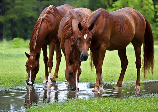 Horses and Summer Hydration