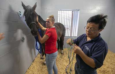 Louisa Flaig holds her German Trakehner, SongLine, as Dr. Huisheng Xie prepares the leads at the new UF Equine Acupuncture facility. [Alan Youngblood/Staff photographer]