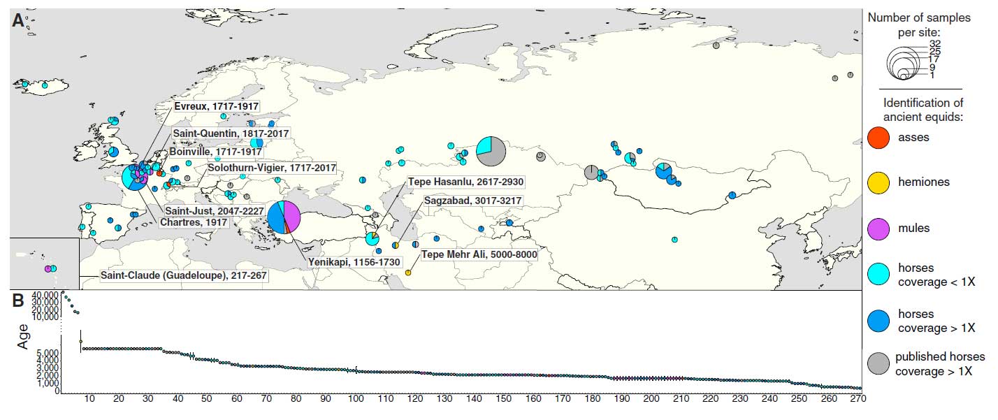 Figure 1. Equine Archaeological Remains (A) Location of archaeological sites. Pie charts are proportional to the total number of specimens providing DNA data compatible with the determination of sex, species and hybrid status. The names and temporal ranges (years ago) of the sites where hybrids and non-caballine species could be genetically identified are indicated. (B) Temporal distribution of ancient specimens. 
</p>
<p>Eight individuals showing uncertain age determination are not included. See also Tables S1, S2, S3, and S4.
