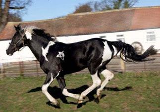 Homozygous Tobiano stallion Angrove Spottedick, photos courtesy of Angrove Stud, UK Homozygous Tobiano stallion Angrove Spottedick, photos courtesy of Angrove Stud, UK