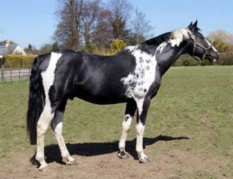 Homozygous Tobiano stallion Angrove Spottedick, photos courtesy of Angrove Stud, UK Homozygous Tobiano stallion Angrove Spottedick, photos courtesy of Angrove Stud, UK