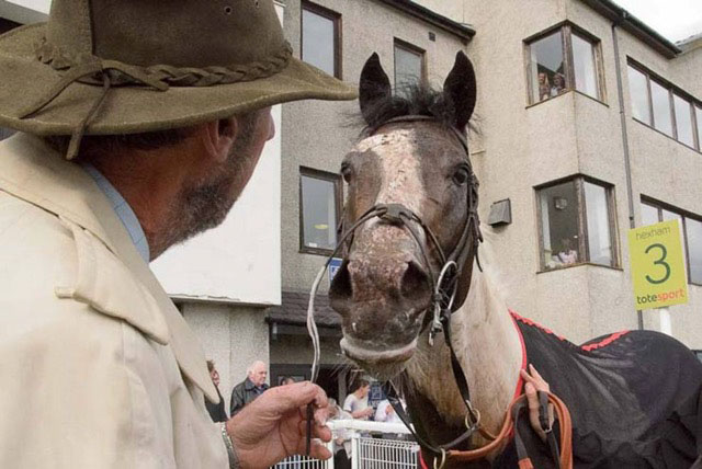 Angrove Rumbaba was the first tobiano racehorse to be placed in a horse race under rules in the UK & Europe. Angrove Rumbaba was the first tobiano racehorse to be placed in a horse race under rules in the UK & Europe.