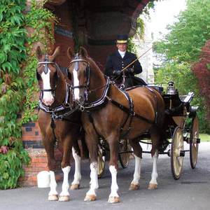 Dutch Gelderlanders and carriage, photo courtesy of Haydn Webb Carriages Dutch Gelderlanders and carriage, photo courtesy of Haydn Webb Carriages