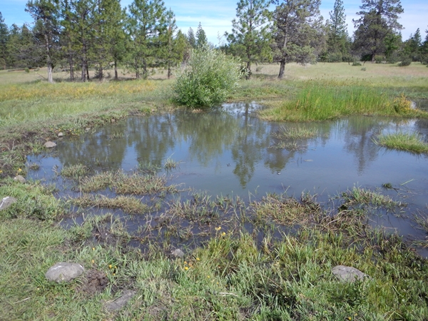 This natural mountain spring and large associated riparian area has been used daily for the past 4 months by the local wild horses. And they have used this water source regularly for the past 5-years to my personal knowledge (likely hundreds of years). As anyone can see, it remains virtually pristine.
