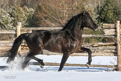 Photo courtesy of the Canadian Horse Breeders Association