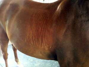 Skin ripples, likely caused by the saddle slipping forward.