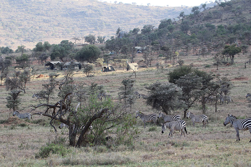 DD Kingscoat in Kenya with Safaris Unlimited LLC