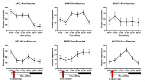 Equilume - Training Graph