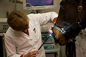 Doctor Dorothee Bienzle,a Ontario Veterinary College researcher