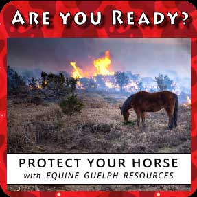 Photo courtesy of Equine Guelph