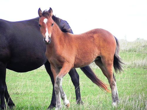 MacNicol describes the complexities of the equine microbial environment that begin to develop at birth, how it very quickly starts to reflect that of the mare and how rapidly a foal adapts so it can consume forage. (Photo Credit: Jolene Purdue)