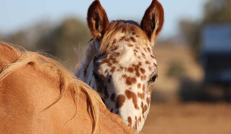 Equine Info Exchange