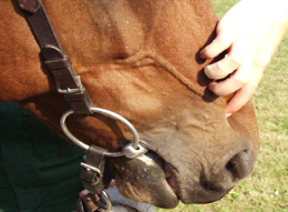 FLAIR® Equine Nasal Strips - With and Without