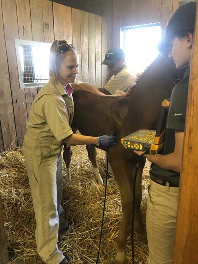 Foal Q & A with Rood & Riddle’s Dr. Laurie Metcalfe
