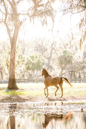 Horses, Too, Are More Forgiving Than We Deserve