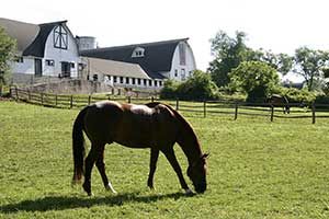 Equine Info Exchange